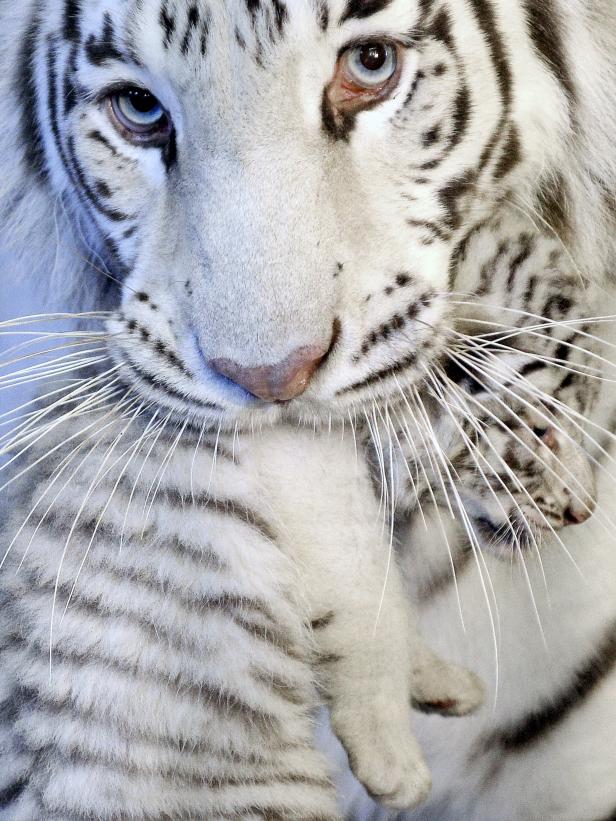 Weiße Tiger-Fünflinge im "weißen Zoo" Kernhof
