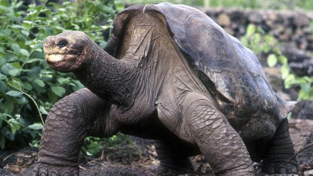 Eine Galapagos-Riesenschildkröte steht auf dem Boden.