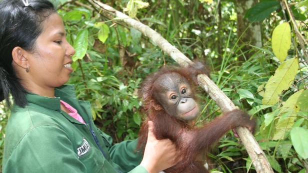 Orang-Utan-Waisen in Wildnis entlassen