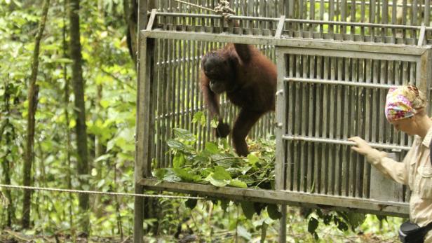 Orang-Utan-Waisen in Wildnis entlassen