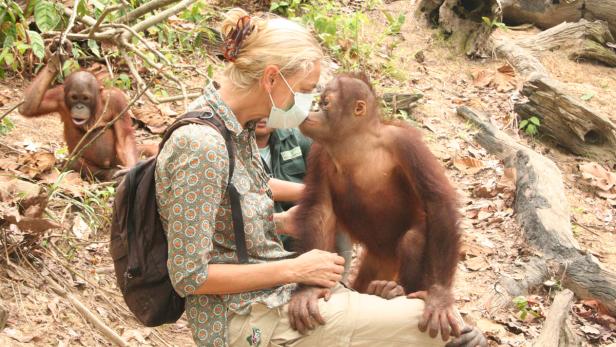 Orang-Utan-Waisen in Wildnis entlassen