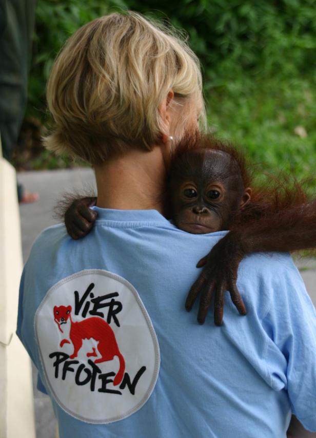 Orang-Utan-Waisen in Wildnis entlassen