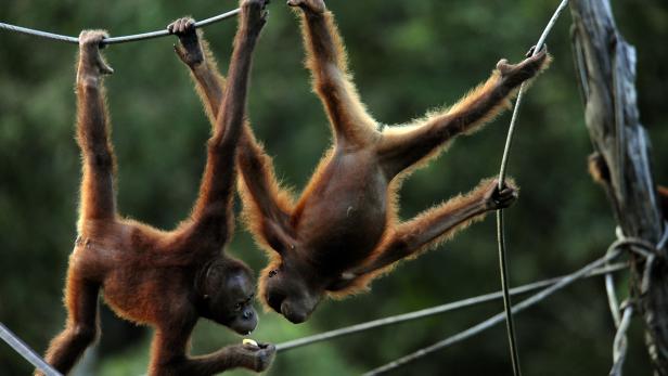 Orang-Utan-Waisen in Wildnis entlassen