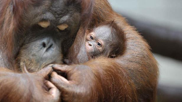 Orang-Utan-Waisen in Wildnis entlassen