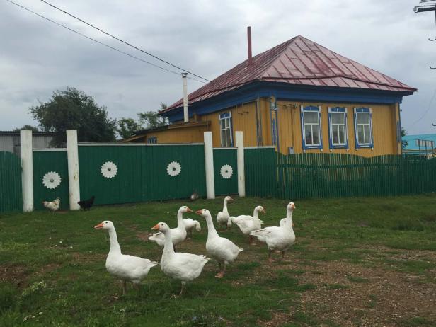 Eine Gruppe Gänse steht vor einem gelben Haus mit blauem Rahmen.