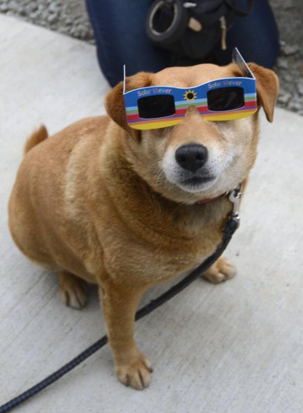 Ein Hund trägt eine Sonnenfinsternisbrille.