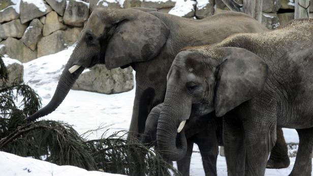 Zwei Elefanten stehen im Schnee und fressen an einem Baum.