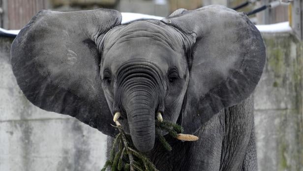Ein junger Elefant frisst einen kleinen Nadelbaum.