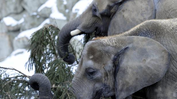 Nadeliger Snack für Schönbrunns Elefanten