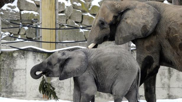 Ein Elefantenbaby frisst einen Tannenzweig, während ein erwachsenes Tier daneben steht.