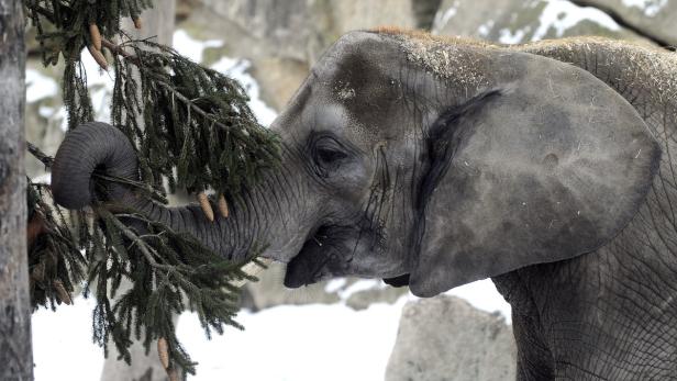 Ein Elefant frisst mit seinem Rüssel an einem Nadelbaum.