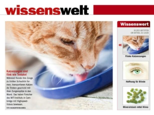 Weekend Magazin/iPad-Version Eine rote Katze trinkt Wasser aus einem blauen Napf.