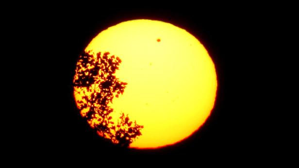 Die Sonne scheint durch die Äste eines Baumes.