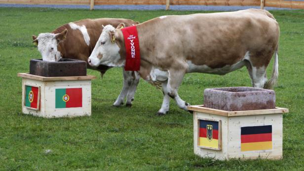 Zwei Kühe stehen auf einer Wiese, eine trägt eine Schärpe mit der Aufschrift „Yvonne“. Im Hintergrund sind Flaggen von Deutschland und Portugal zu sehen.