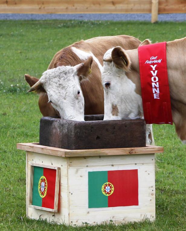 Zwei Kühe trinken aus einem Trog, der mit portugiesischen Flaggen geschmückt ist. Eine Kuh trägt eine Schärpe mit der Aufschrift „Yvonne“.