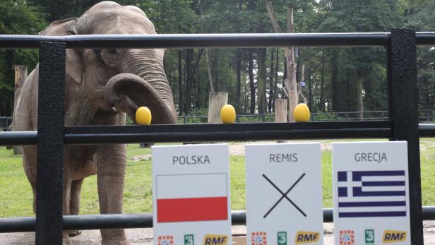 Ein Elefant wählt zwischen Polen, einem Unentschieden und Griechenland, indem er einen Ball auswählt.
