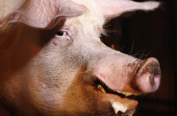 Nahaufnahme vom Kopf eines Schweins.