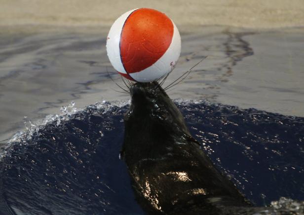 Ein Seehund balanciert einen rot-weißen Ball auf seiner Nase.
