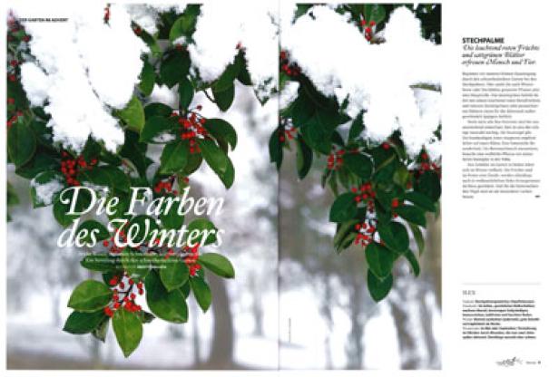 Stechpalme mit roten Beeren und Schnee auf den Blättern.
