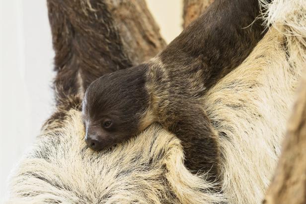 Zweifingerfaultier entzückt im Tiergarten Schönbrunn