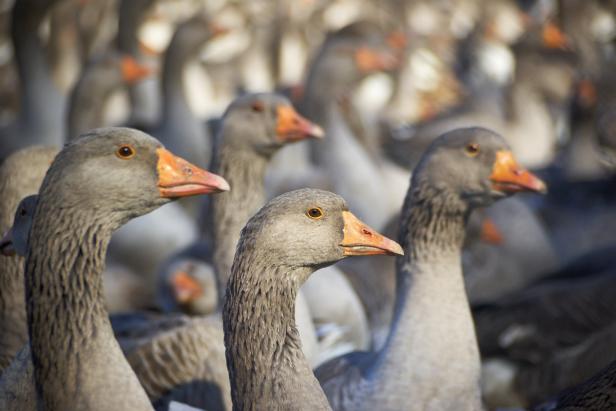 Darf man ruhigen Gewissens Stopfleber essen?