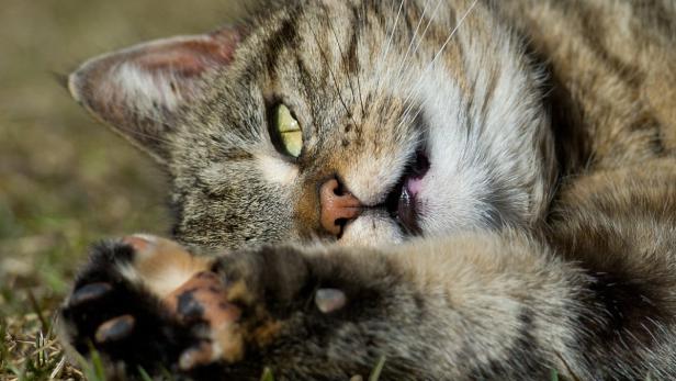 Öko-Plage: Australien will zwei Millionen Katzen töten