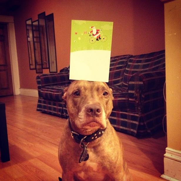 Ein Hund balanciert eine Weihnachtskarte auf dem Kopf.