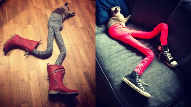 Zwei Katzen liegen mit in Hosenbeinen gesteckten Beinen in Gummistiefeln bzw. Turnschuhen.