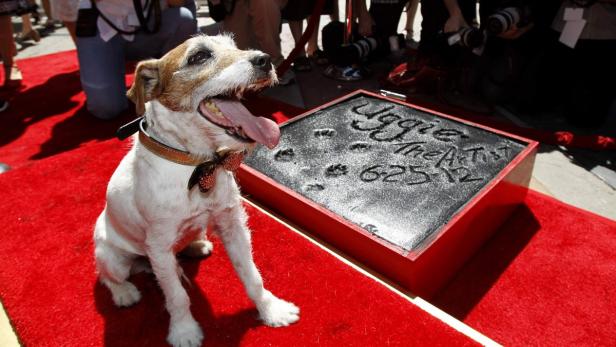 Walk of Fame-Ehre für "The Artist"-Hund