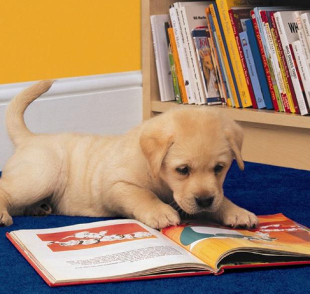 Ein Labradorwelpe „liest“ ein Bilderbuch vor einem Bücherregal.