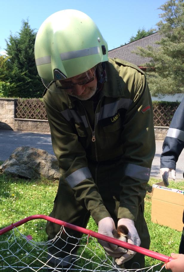 Entenfamilie von Feuerwehr gerettet