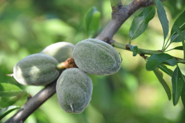 Warum Mandeln der optimale Snack sind