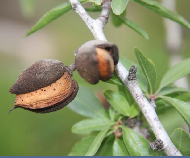 Warum Mandeln der optimale Snack sind