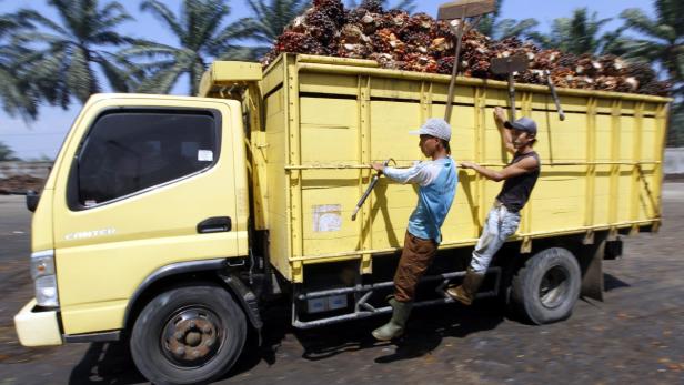 Malaysia: Börsegang der Palmölbauern