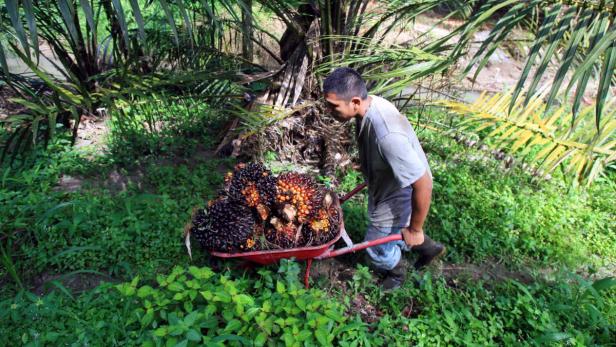 Malaysia: Börsegang der Palmölbauern