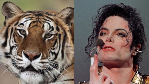 Jacksons Tiger "Thriller" ist tot