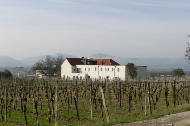 Ein Weinberg mit einem modernen Gebäude und einer Burgruine im Hintergrund.