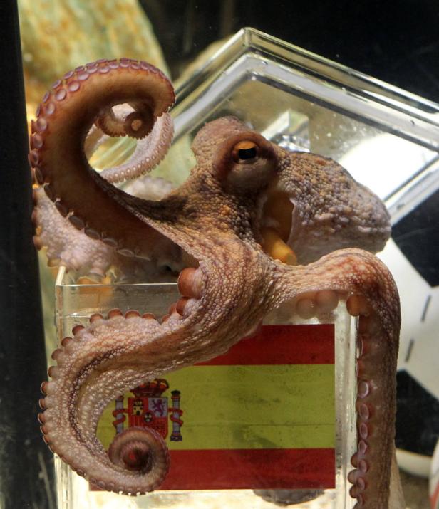 Ein Oktopus klettert an einem Behälter mit der spanischen Flagge hoch.