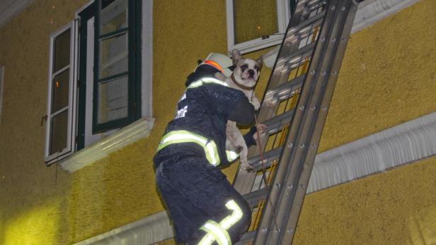 Ein Feuerwehrmann rettet einen Hund über eine Leiter von einem Gebäude.