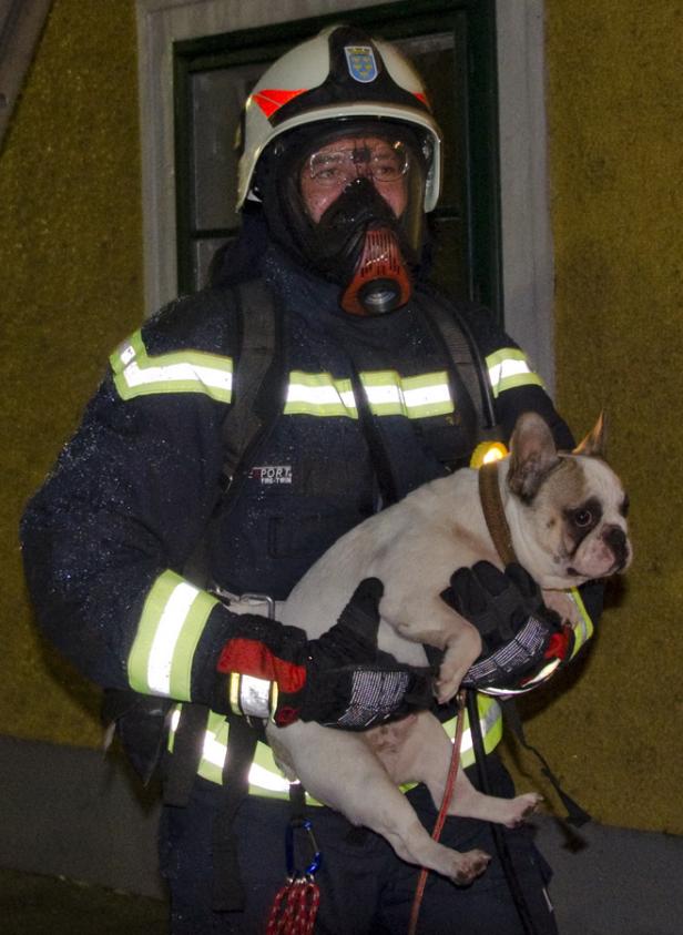 Ein Feuerwehrmann mit Atemschutzmaske trägt eine Französische Bulldogge.