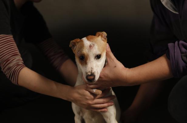 Ein ängstlicher Hund wird von zwei Personen gehalten.