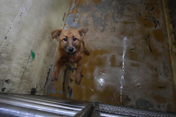 Ein brauner Hund schaut in die Kamera.