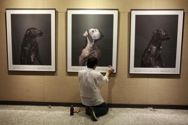 Eine Person reinigt drei gerahmte Porträts von Hunden an einer Wand.