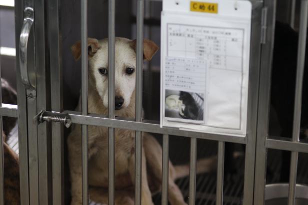 Ein Hund sitzt in einem Käfig und schaut traurig in die Kamera.