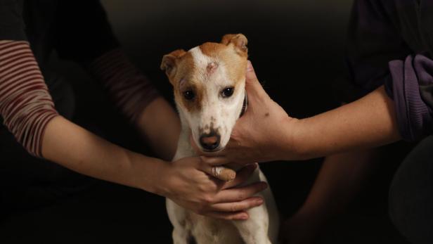 Ein verletzter Hund wird von zwei Personen gehalten.
