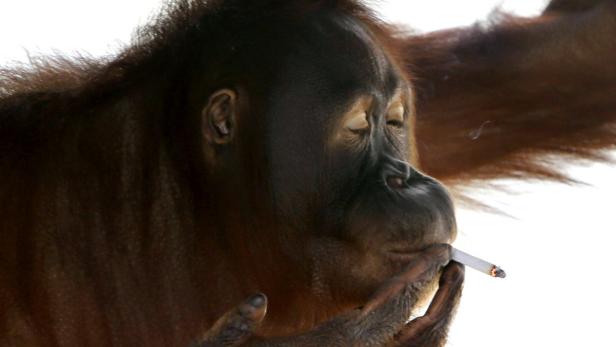 Orang-Utan Tori muss auf Entzug