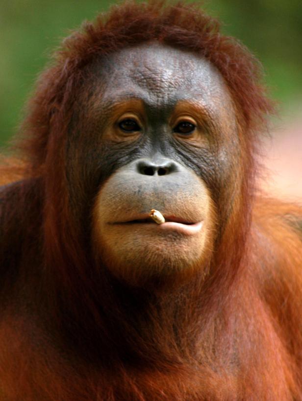 Orang-Utan Tori muss auf Entzug