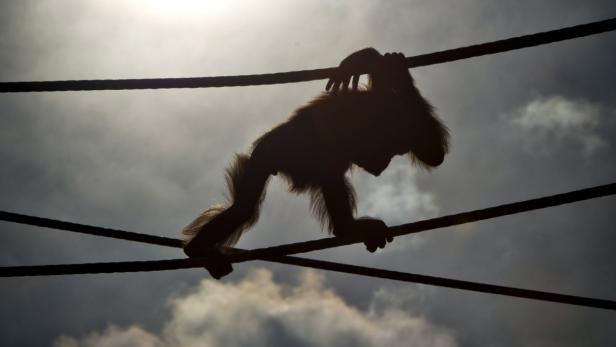 Orang-Utan Tori muss auf Entzug