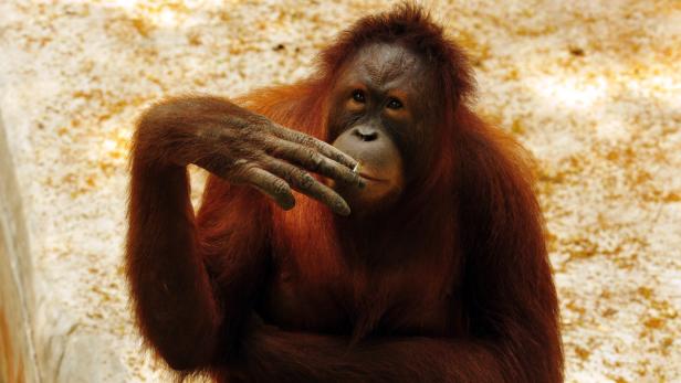 Orang-Utan Tori muss auf Entzug