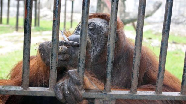 Orang-Utan Tori muss auf Entzug